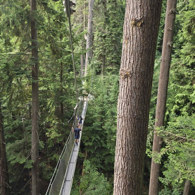 Una pasarela aérea compuesta por puentes colgantes y plataformas ajustadas a los árboles. Puente colgante rodeado de un denso bosque verde y árboles altos.